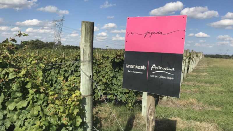 Artesana Winery – Uruguai