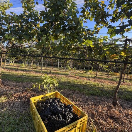 Guahyba Estate Wines – Guaíba