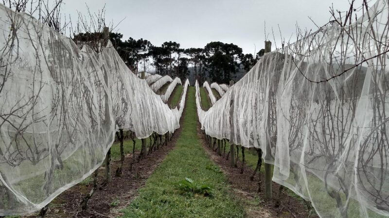 Vinícola Thera – Bom Retiro